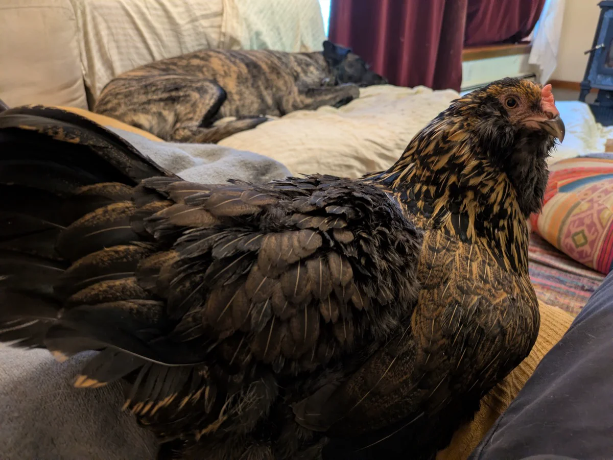 Chicken