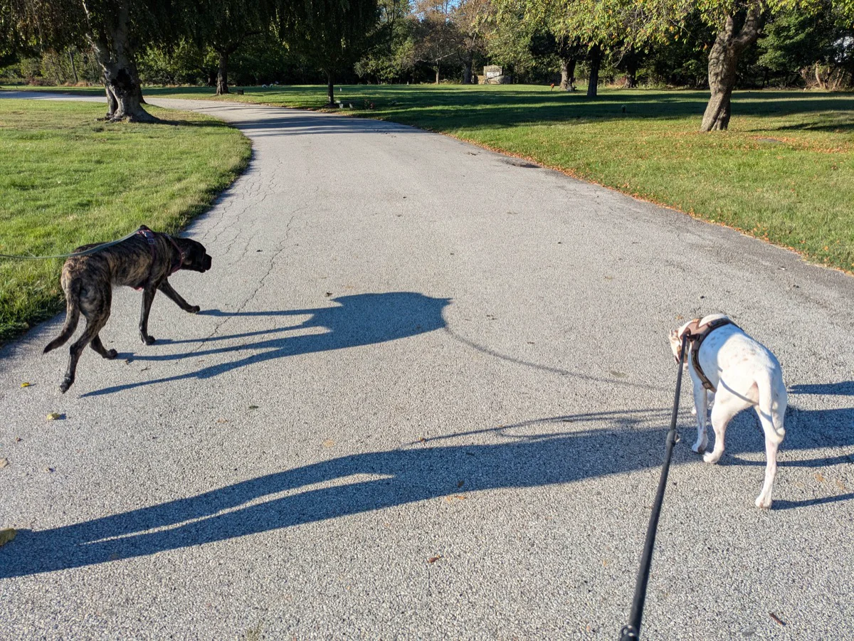 Walking the dogs in the afternoon