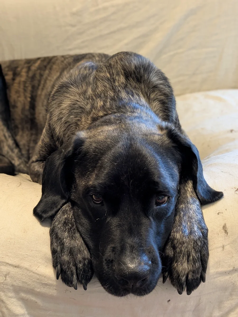 Lily